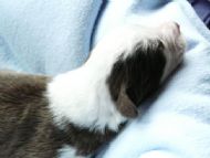 6. Brown boy Storm 4 days old